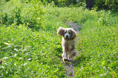 Cavalier king charles spaniel running on grass