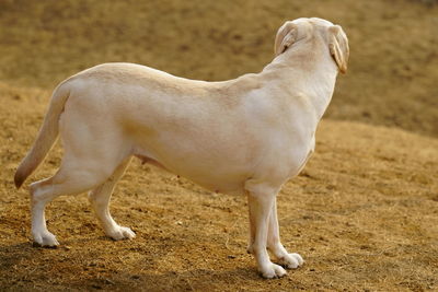 Side view of horse on field