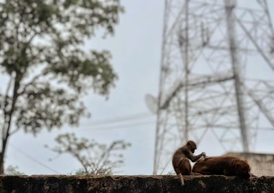 Monkey on a tree