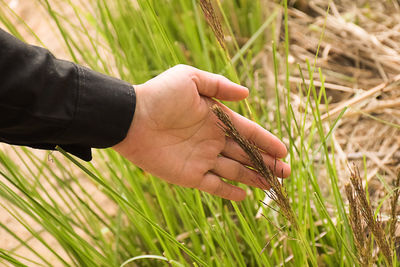 Close-up of hand holding wheat growing on field