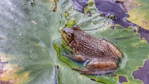 High angle view of turtle in water