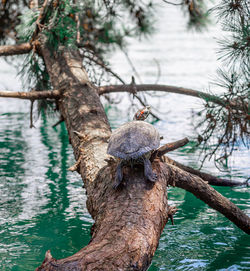 Turtle resting on a tree trunk above a pond in fukuoka public park