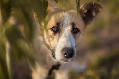 Close-up portrait of a dog