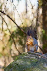 Close-up of squirrel on rock
