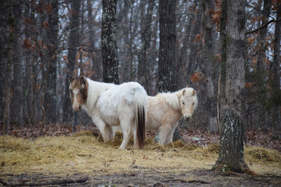 Horses in a forest