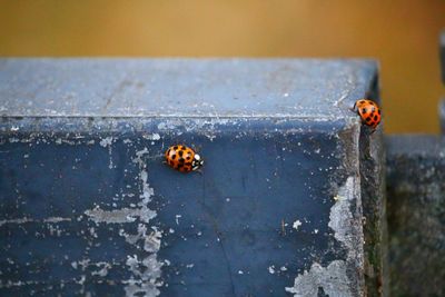 Close-up of ladybug 