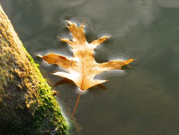 High angle view of dry leaf on lake