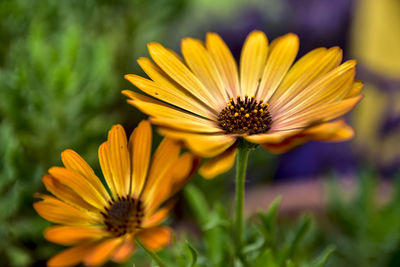 Close-up of yellow flower