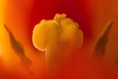 Close-up of yellow flower against orange background