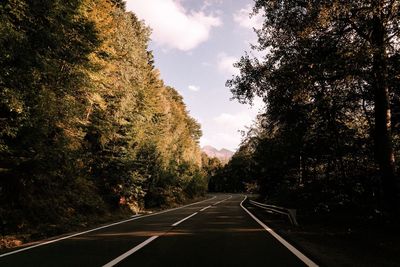 Empty road along trees and plants