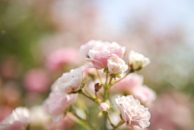 Close-up of pink flowers