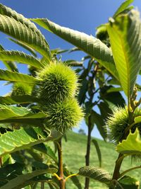 Low angle view of fruit growing on tree