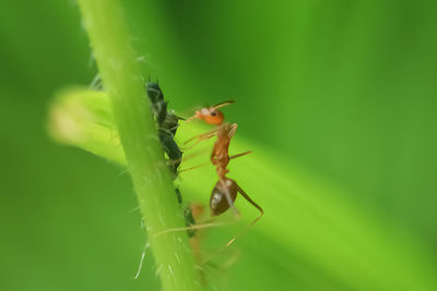 Close-up of ant on leaf