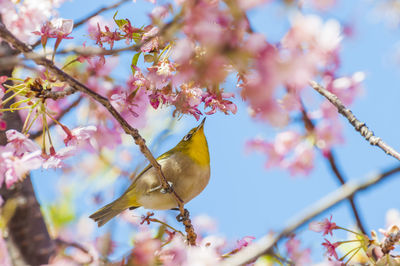 Low angle view of bird perching on cherry tree