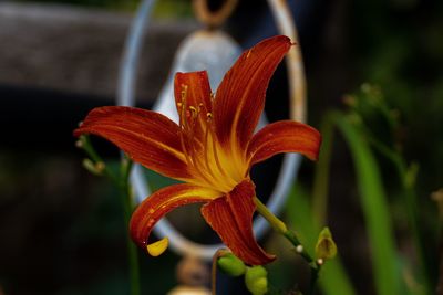 Close-up of day lily on plant