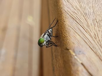 Close-up of insect on wood