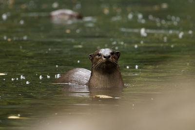 Portrait of turtle in lake