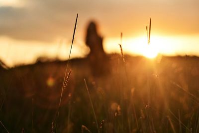 Crops growing on field during sunrise