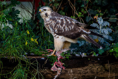 Bird perching on a tree