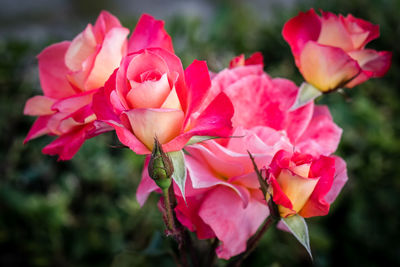 Close-up of pink roses