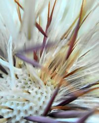 Full frame shot of fresh white flower