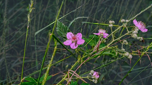 High angle view of pink flowers blooming outdoors