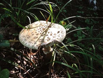 Close-up of mushroom growing on field