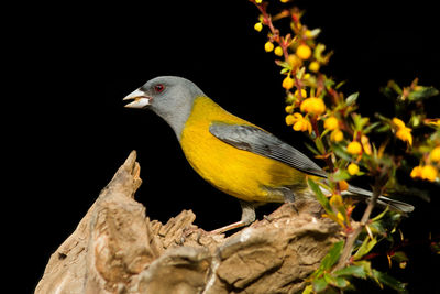 Close-up of bird perching on a tree