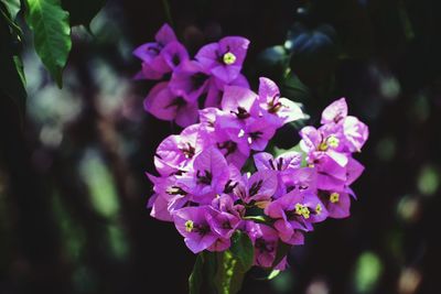 Close-up of purple flowers blooming outdoors