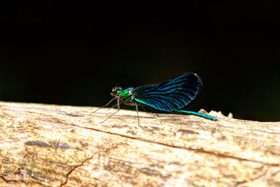 Close-up of damselfly on wood