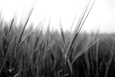 Close-up of wheat growing on field against sky