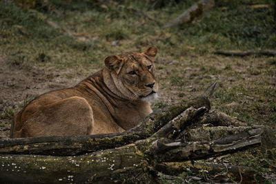 Lioness in forest