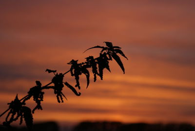 Close-up of silhouette tree against orange sky