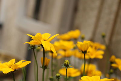 Close-up of yellow flowering plant