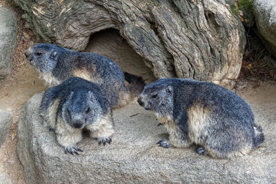 Side view of two cats sitting on rock