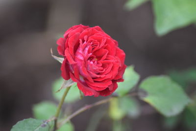 Close-up of red rose