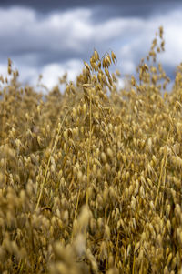 Close-up of stalks in field against cloudy sky