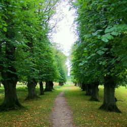 Pathway along trees