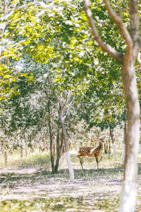 View of a tree in a forest