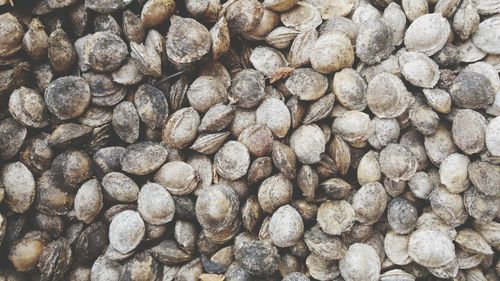 Full frame shot of apricot seeds