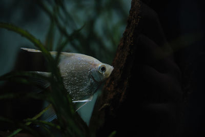 Close-up of fish swimming in sea