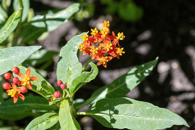 Close-up of orange flowering plant