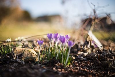 Selective focus of crocuses blooming on field