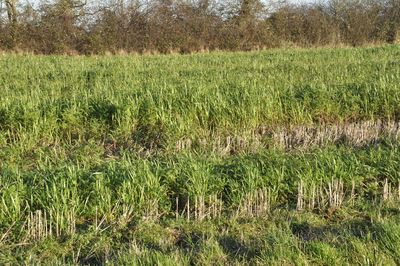 Crops growing on field