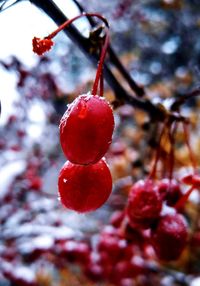 Close-up of berries on branch