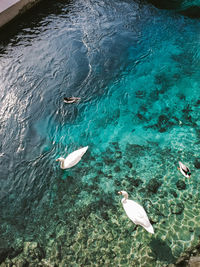 High angle view of fish swimming in sea
