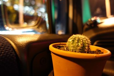 Close-up of potted plant on table