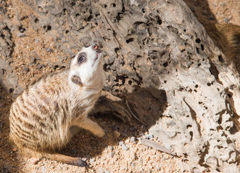 High angle view of sheep on rock