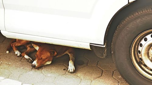 Dog in a car