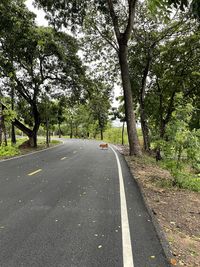 Empty road along trees